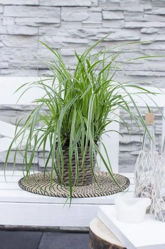 Plante couvre-sol Carex morrowii Ice Dance - Graminée décorative 30cm