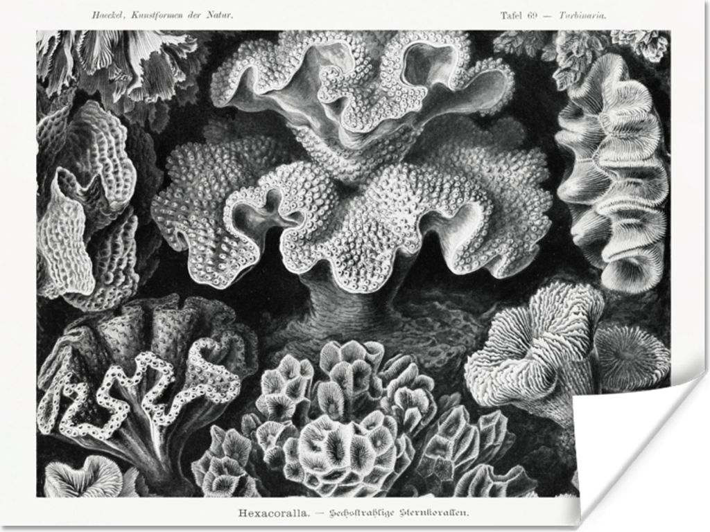 MuchoWow Poster Kunst - Koralle - Ernst Haeckel - Alte Meister - Natur 160x120 cm - Foto Plakat