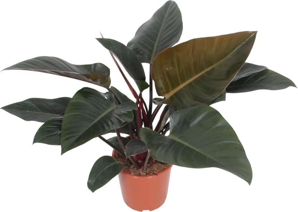 Plante Philodendron Congo Red purificatrice d'air pour votre bureau