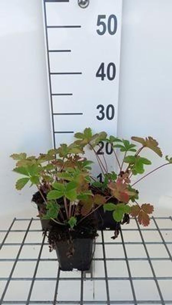 6 x Potentilla hybr. 'Gibson's Scarlet' - Fingerstrauch - Topf 9 x 9 cm