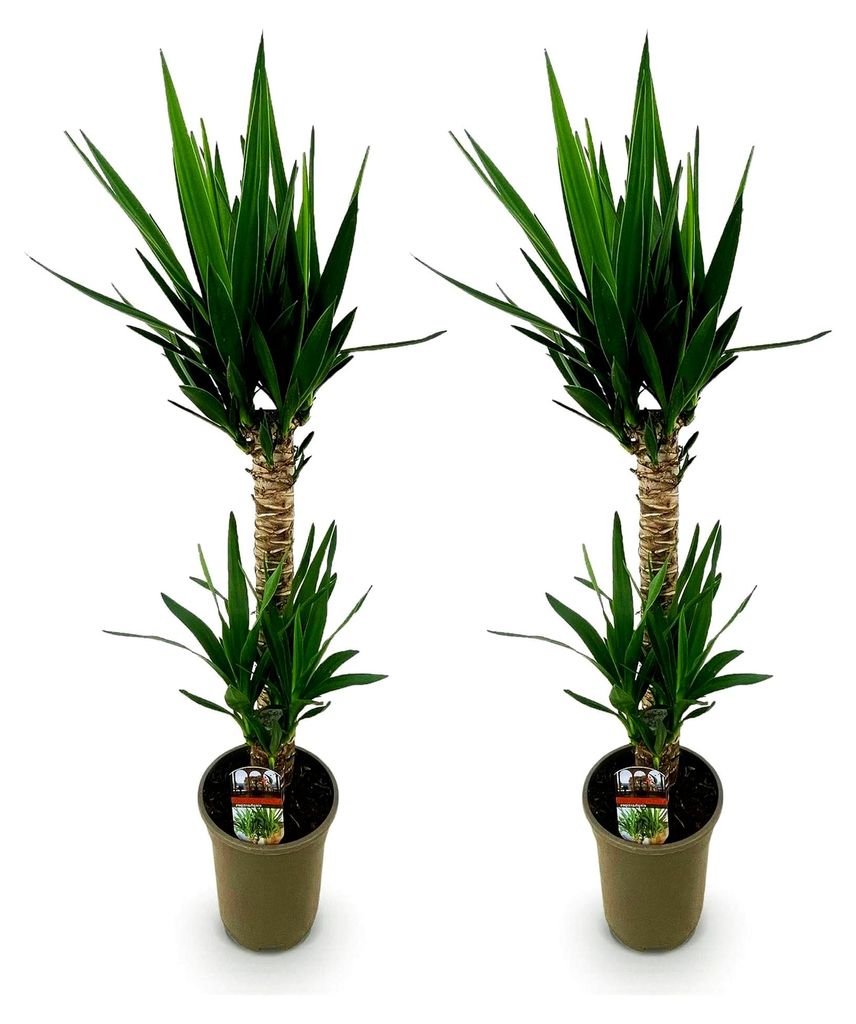 Zimmerpflanze - Yucca elephantipes - Pflegeleicht - Grün - Topf 19cm - Höhe 95cm