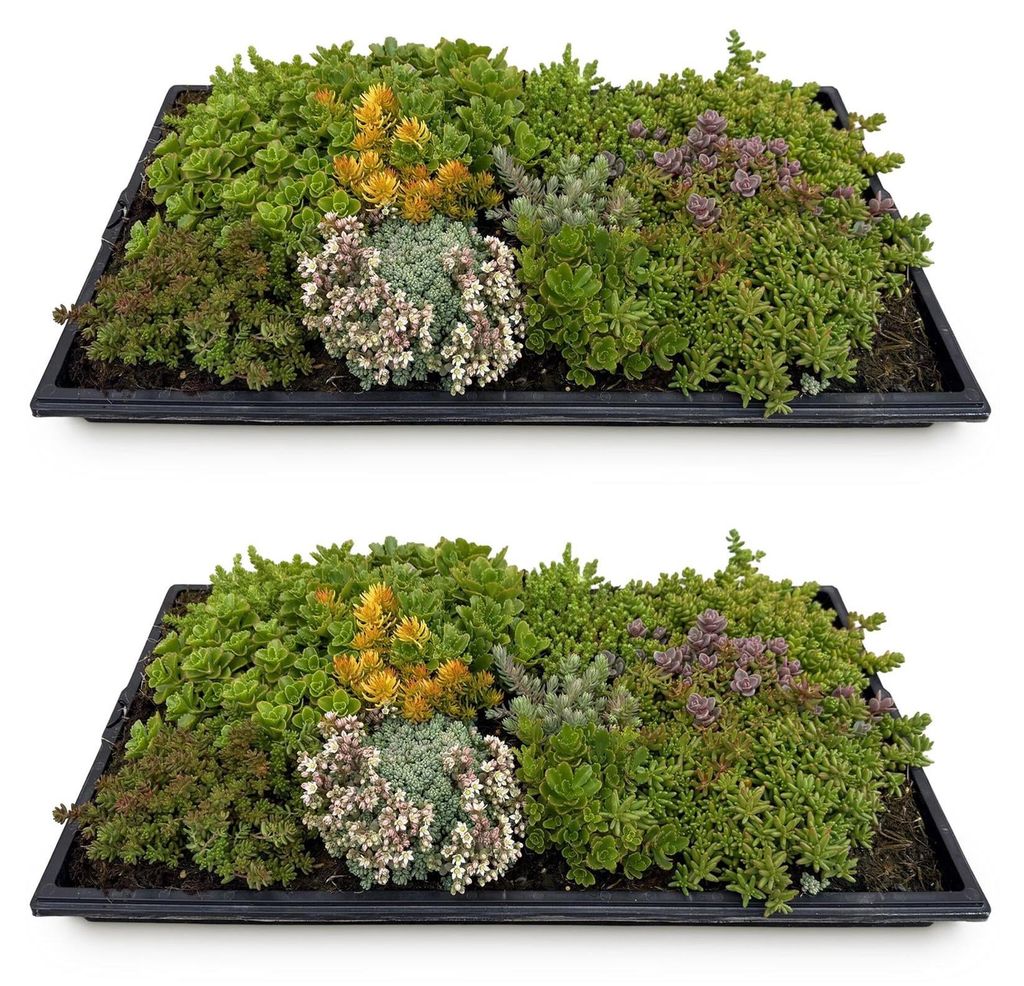 GreenboutiQ - Bodendecker - Winterhart - Sedummatte - Produktbild 