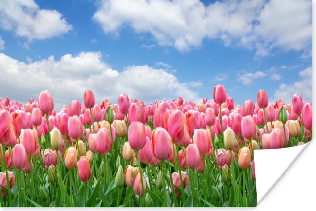 MuchoWow Poster Farben - Tulpen - Frühling 60x40 cm - Schlafzimmerdekoration
