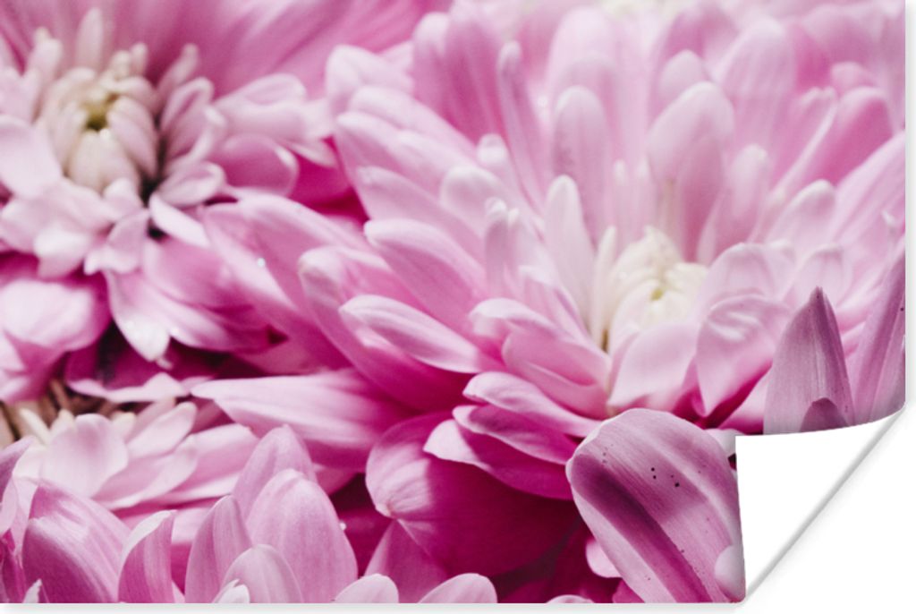MuchoWow Poster Blumen - Rosa - Natur 30x20 cm - Plakate - Print