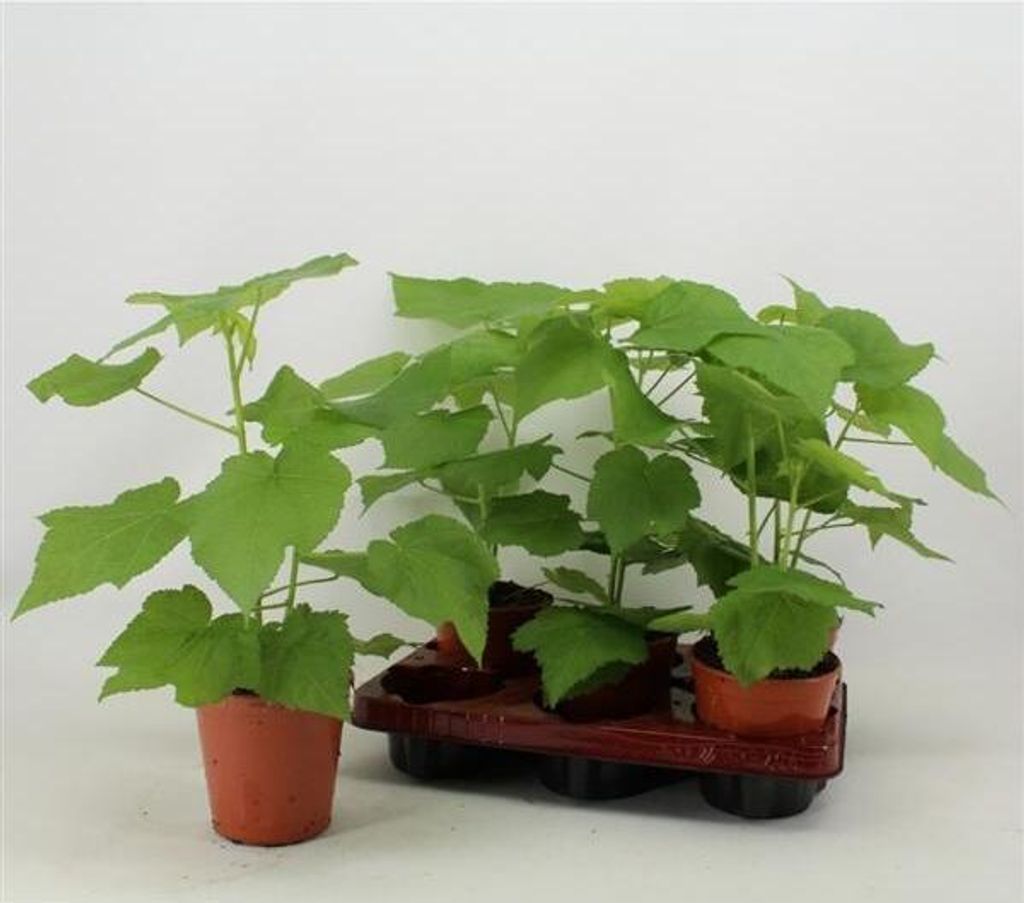 Zimmerlinde 40 cm - Sparmannia africana - Grüne Produktbild 1
