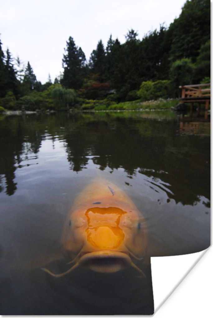 MuchoWow Poster Ein riesiger Koi-Karpfen im Wasser 60x90 cm - Wanddekoration