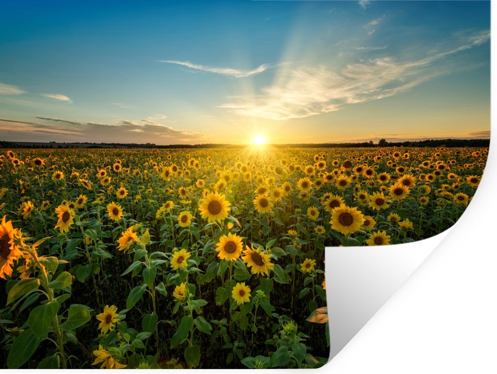 MuchoWow Wandtattoo Wandsticker Wandaufkleber Sonnenuntergang - Blumen - Sonnenblume - Horizont - Landschaft 120x90 cm Selbstklebend und Repositi...
