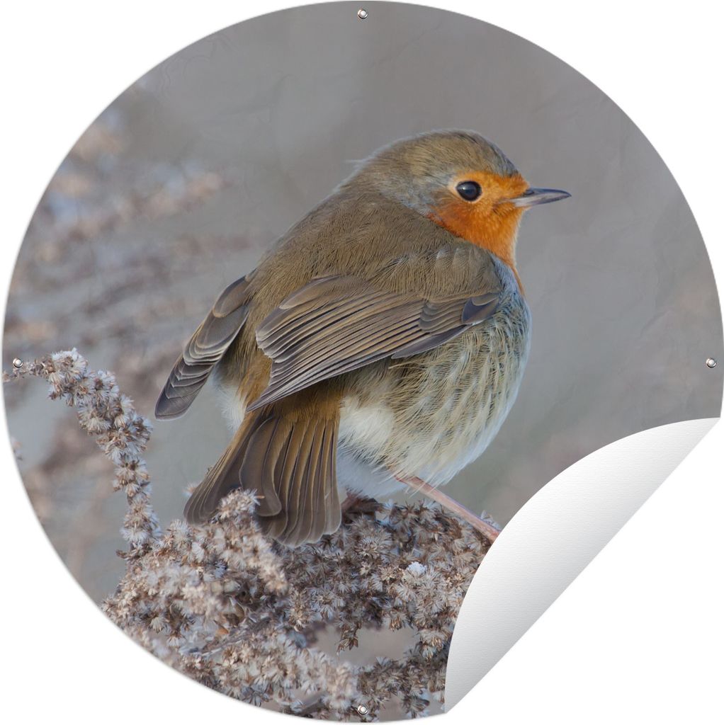 MuchoWow Gartenposter Outdoor-Poster Rund Winter - Rotkehlchen - Vogel Ø 120 cm Gartendeko Rundes Poster draußen