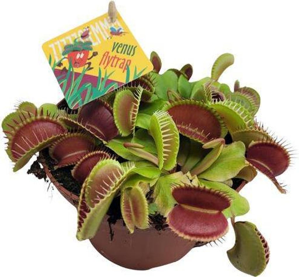 Venusfliegenfalle – Dionaea Muscipula – Fleischfressende Pflanze – Ø12cm – 12cm – Exotische Zimmerpflanze mit Fangblättern – Pfleg...