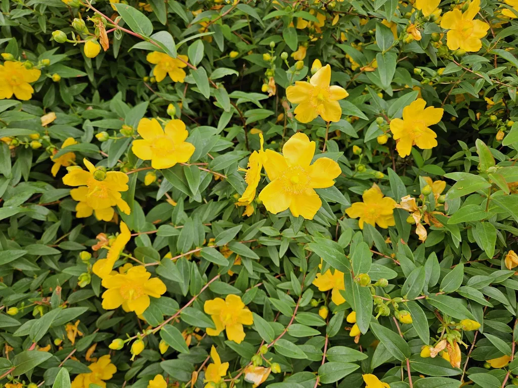 Millepertuis Hypericum Peter Dummer 10-25cm Lot 12 Plantes Couvre-sol