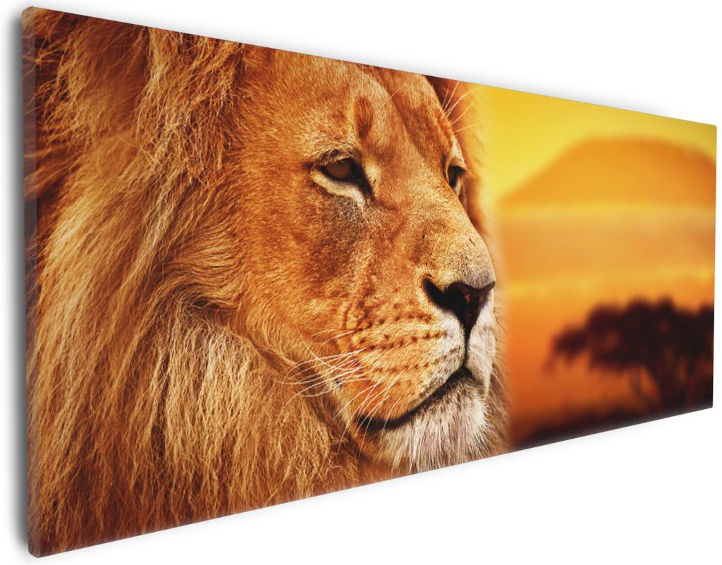 Wallario Premium Leinwandbild Prächtiger Löwe in der Savanne in Größe 30 x 75 cm