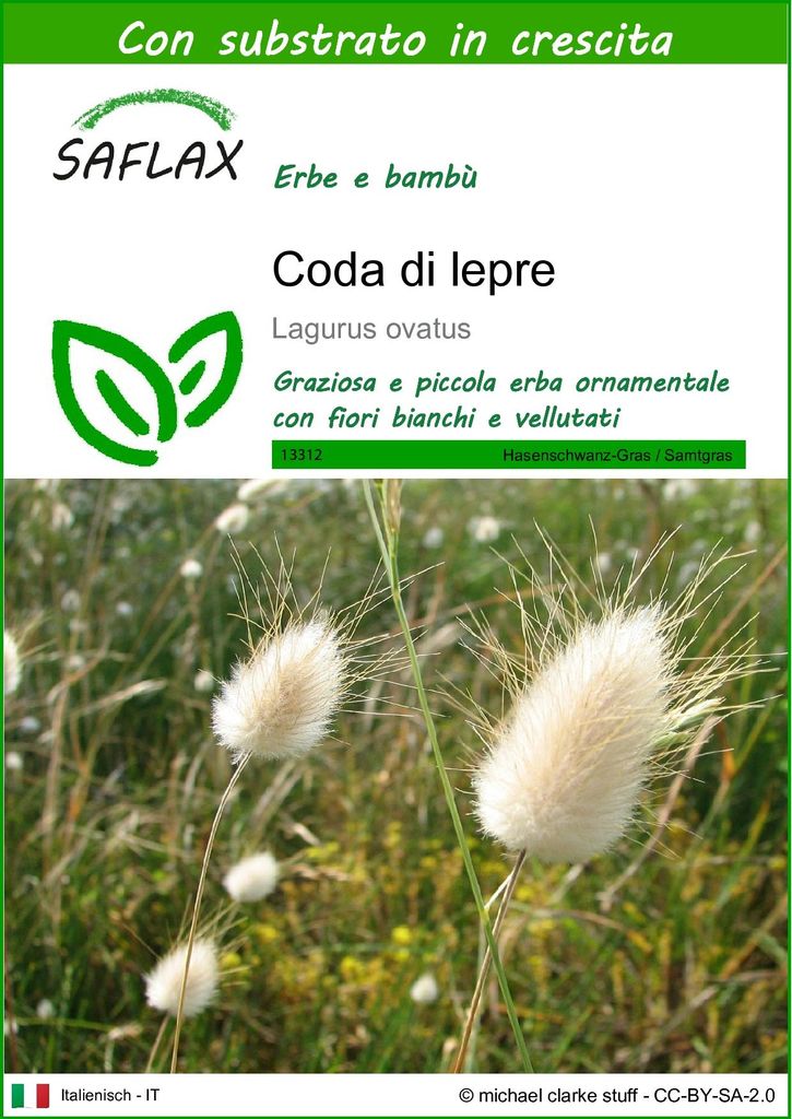 SAFLAX  - Coda di lepre - 100 semi - Con substrato - Immagine del prodotto 