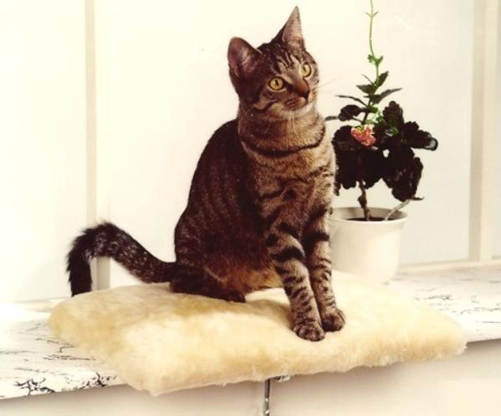 CAT BONBON Fensterliege "Amy" beige Produktbild 
