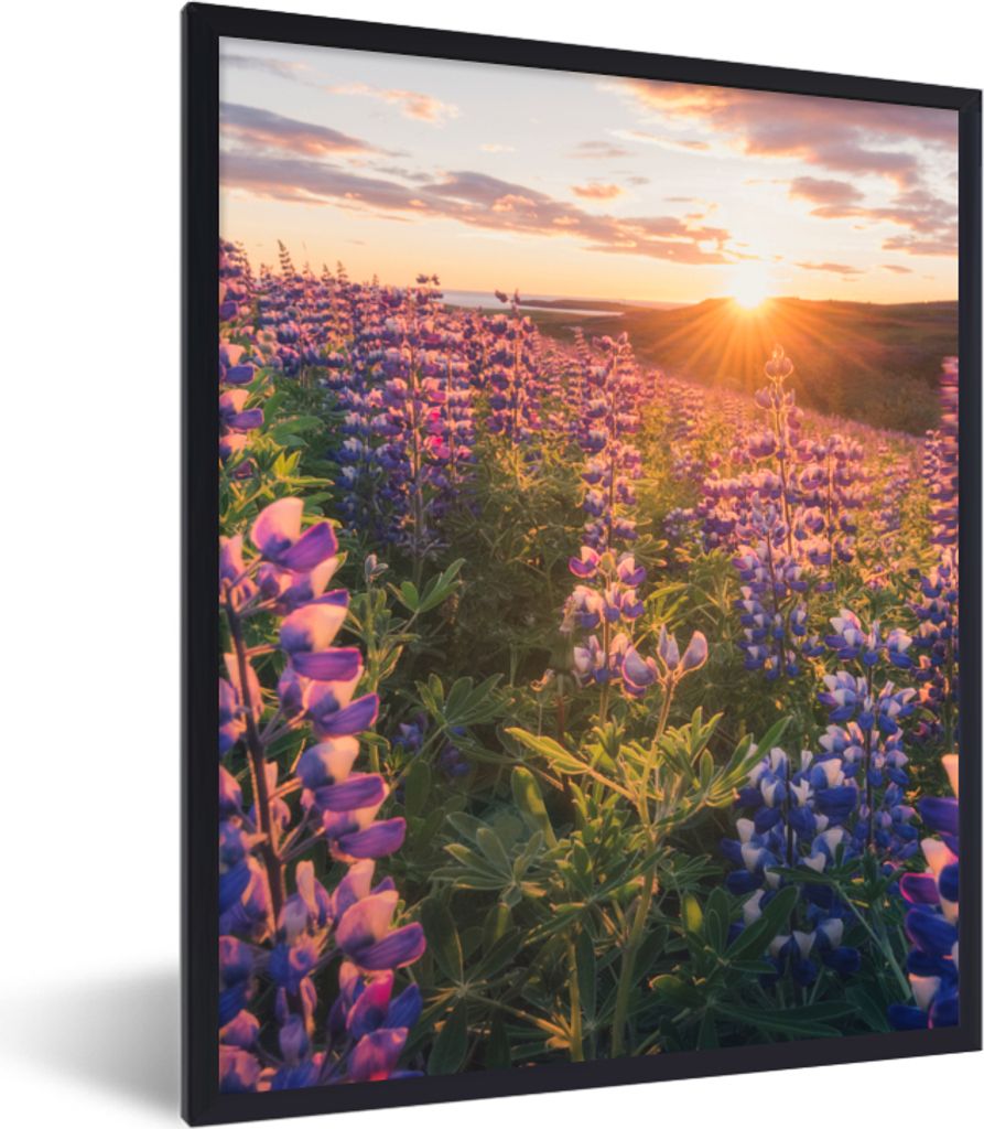 MuchoWow Gerahmtes Poster Lupine - Sonne - Lila 30x40 cm - Poster mit Schwarzem Bilderrahmen Wandposter Rahmen Foto Bilder - Wanddeko - Kunstdrucke