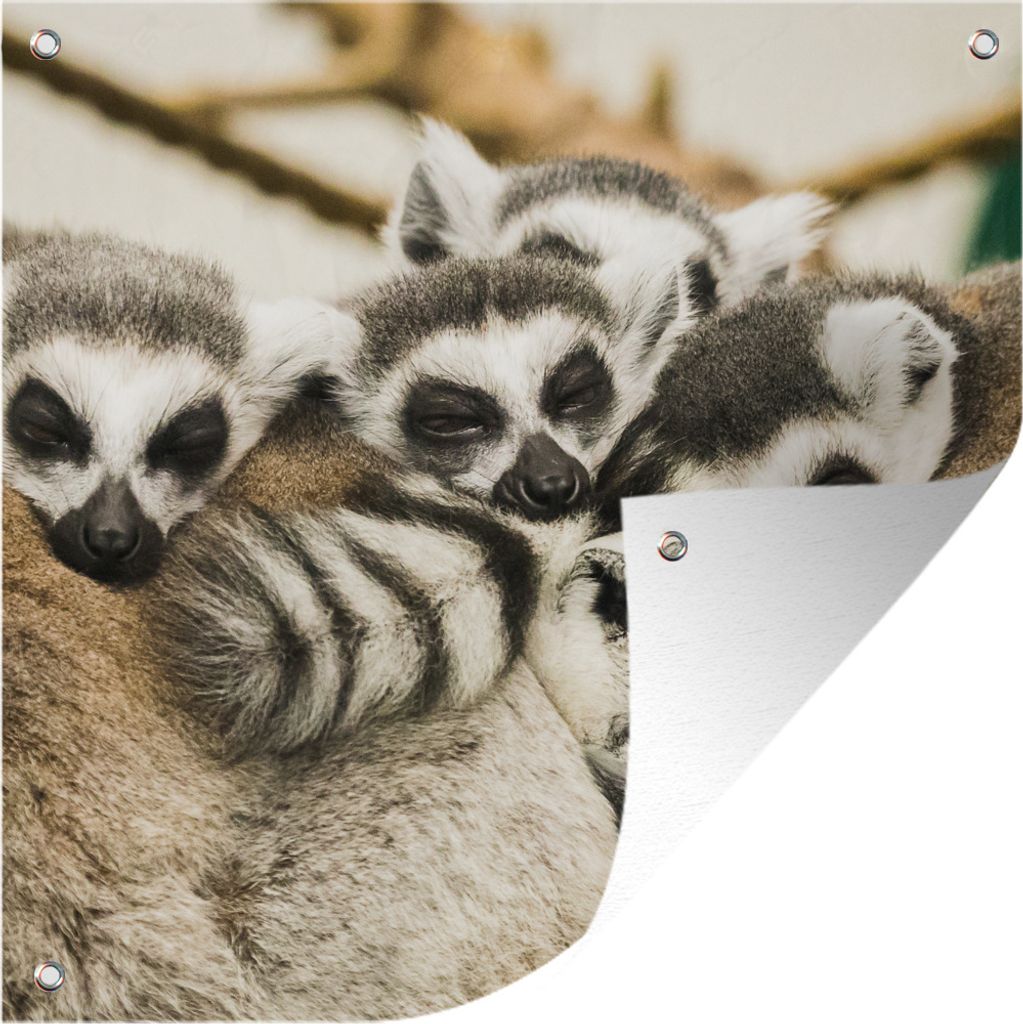 MuchoWow 50x50 cm Outdoor-Poster Gartendeko Sichtschutz Garten Poster für den Garten Affen - Tiere - Ringelschwanzlemuren