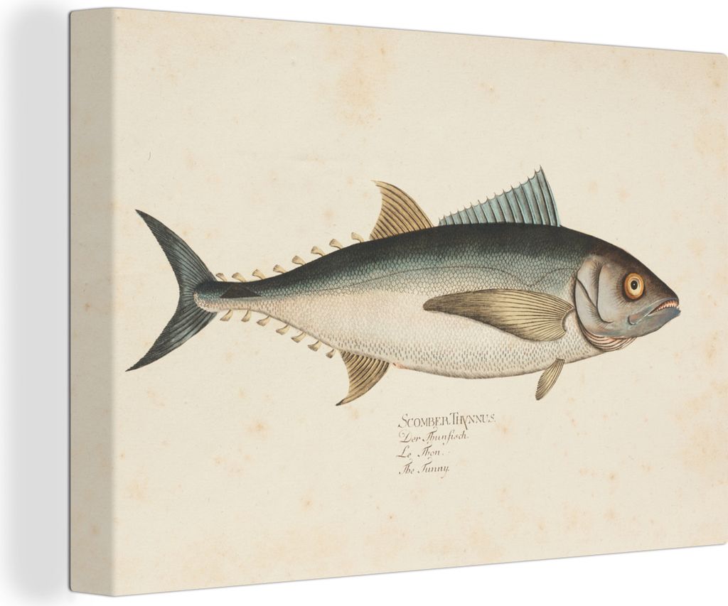 OneMillionCanvasses - Leinwandbilder - 140x90 cm, Eine alte Illustration eines Fisches, Wandbilder Kunstdruck Wanddekoration