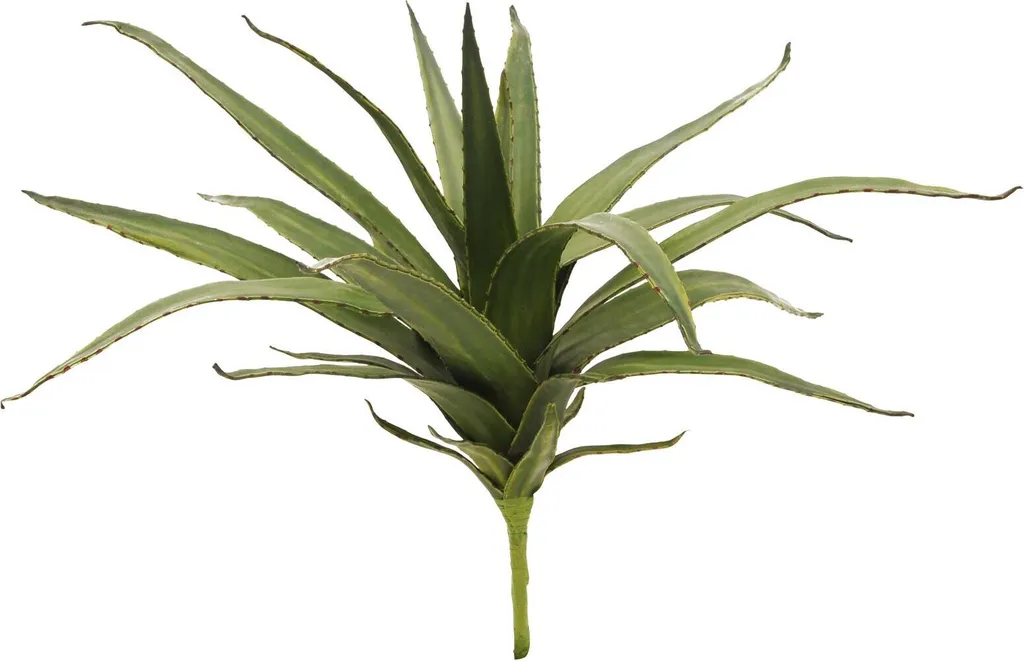 Europalms 82530570 Aloe EVA 50cm - Pianta Ornamentale Alta Qualità