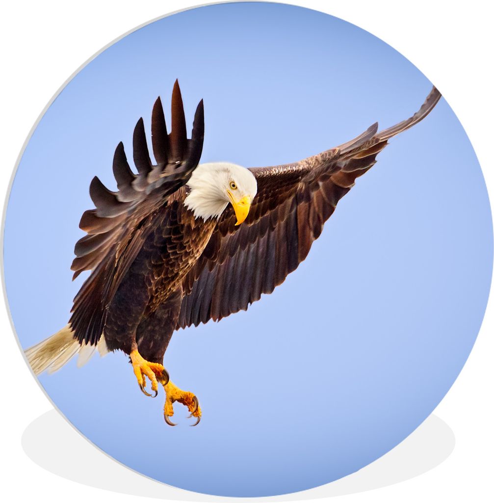 MuchoWow Rundes Wandbild - Runde Bilder Adler - Luft - Tier Ø 30 cm Kreis Wanddekoration Kunststoff - Wandkreis - Wandschmuck - Schlafzimmer - B...