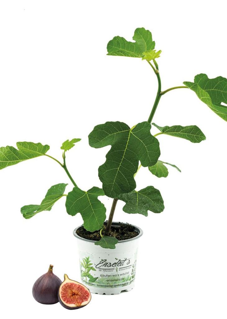 Enseleits Feigenbaum, Ficus carica, Feigenbaum Winterhart
