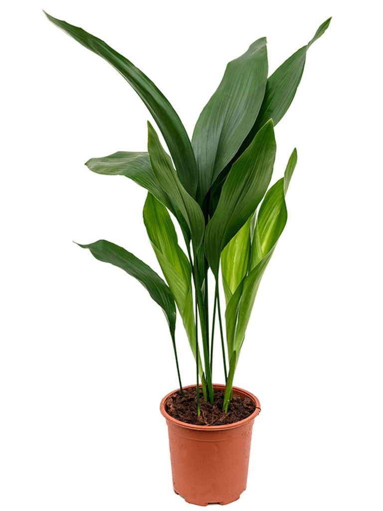 Gardners Aspidistra Elatior, priemer 17 cm Obrázok produktu 