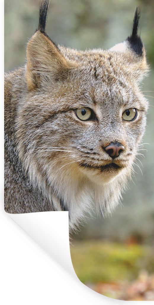 MuchoWow Wandtattoo Wandsticker Wandaufkleber Luchs - Wald - Grau 20x40 cm Selbstklebend und Repositionierbar - Selbstklebend - Fototapeten