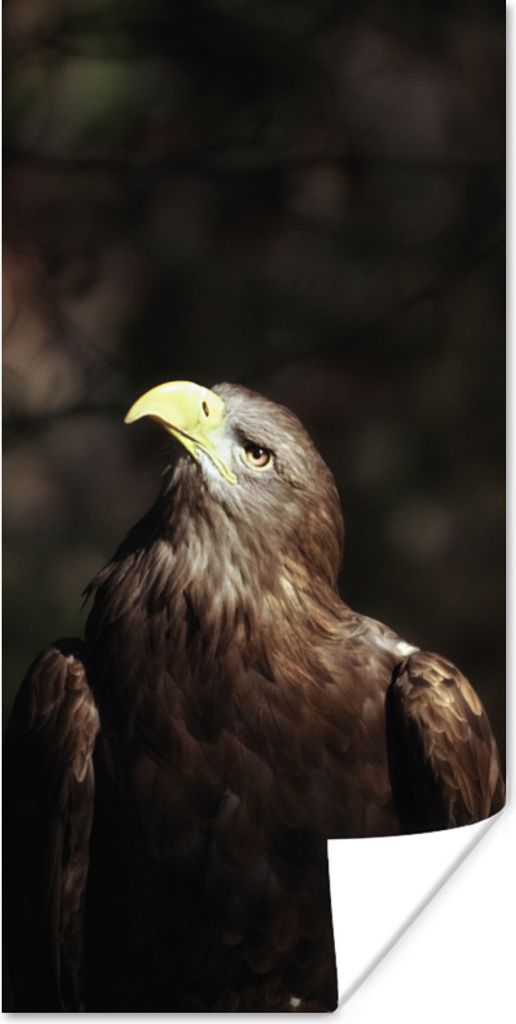 MuchoWow Poster Bild eines sitzenden europäischen Seeadlers 20x40 cm - Plakat - Foto