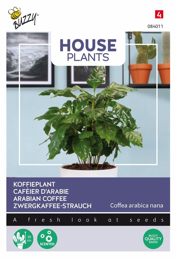Buzzy House Plants Coffea Arabica Dwarf Coffee Bush Semená Obrázok produktu 