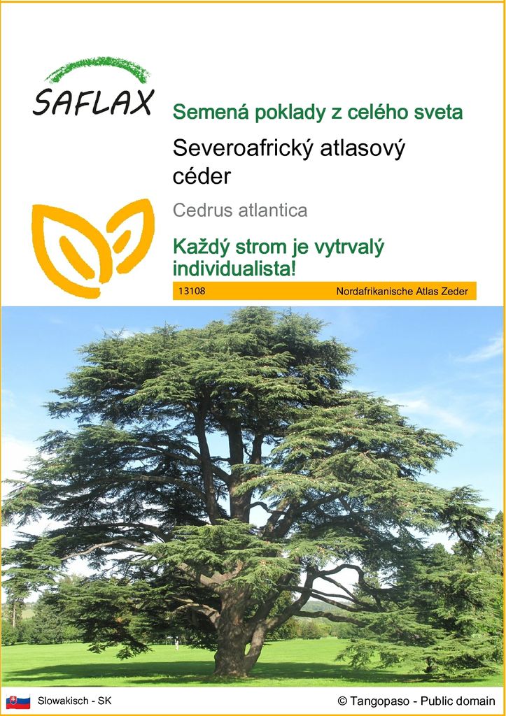 SAFLAX - Severoafrický atlasový céder - Cedrus atlantica - Obrázok produktu 