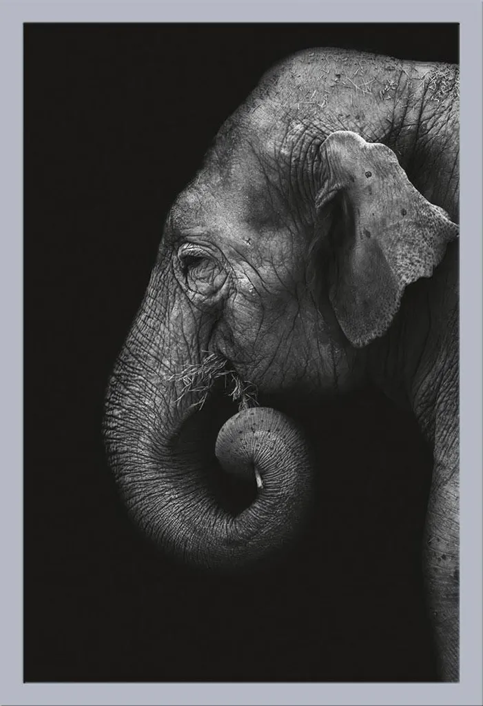 Affiche Éléphant Wildlife sous Cadre Argenté avec Vitre Acrylique