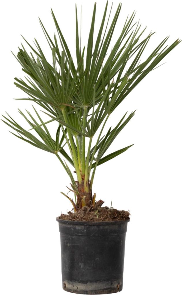 A potted palm plant against a white background.