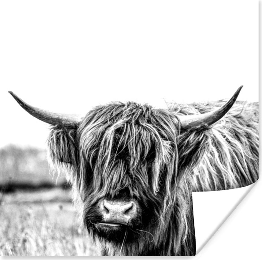 MuchoWow Poster Scottish Highlander - Gras - Schwarz - Weiß 75x75 cm - Wand Dekoration