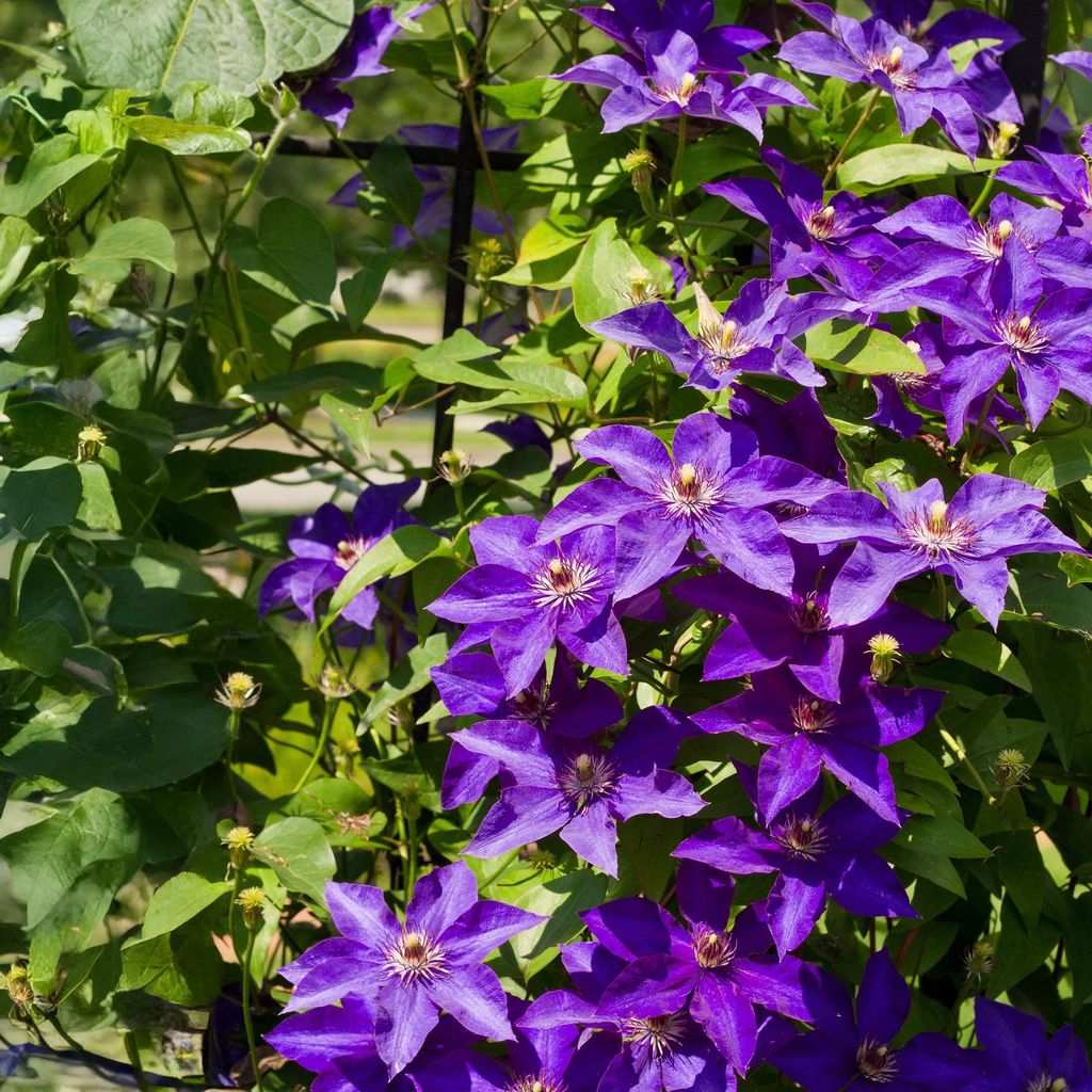 Kletterpflanze Clematis The President – Rosa Blüten – 2 Pflanzen – 11cm x H40cm – Bis 3m – Pflegeleicht – Ideal für Garten, Balkon & ...