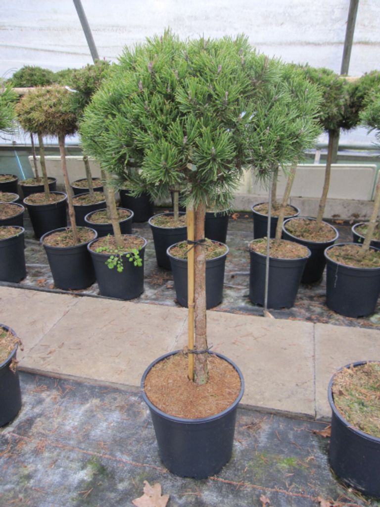 Pinus mugo Mops - Kugel-Kiefer Mops - Stamm 60cm