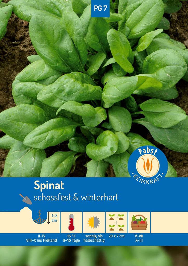 Artikelbild 1 von 'Spinat Monnopa' aus der Kategorie Spinatsamen