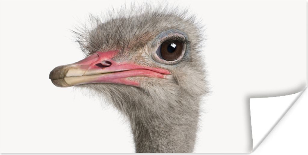 MuchoWow Poster Strauß - Tiere - Kinder - Jungen - Mädchen - Vogel 160x80 cm - Foto Poster