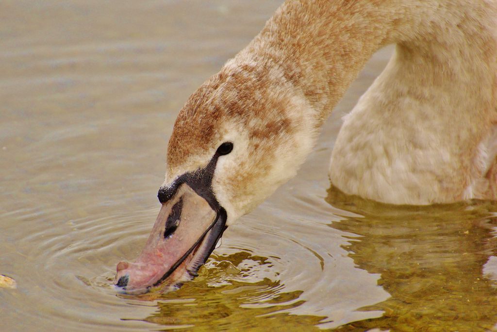 hansepuzzle 36690 - Schwan Puzzle, 2000 Teile, Tierwelt, 90,0 x 60,0cm mit hochwertiger Aufbewahrung, Kartonbox und wiederverschließbarem Beutel