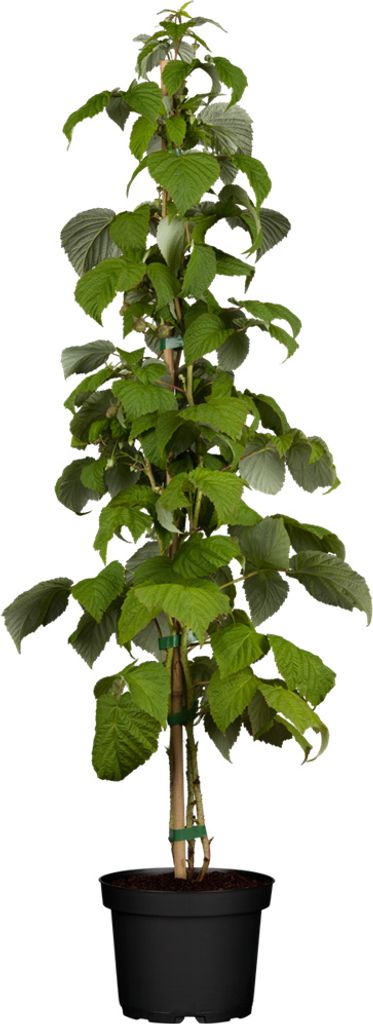 Schönemann Himbeere sommertragend robust gutes Aroma 60-100 Produktbild 