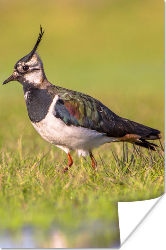MuchoWow Poster Vogel - Gras - Natur - Tiere - Kiebitz 20x30 cm - Papierdruck