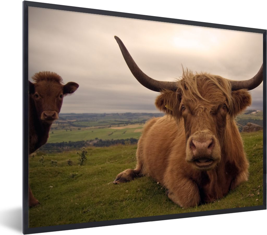 MuchoWow® Gerahmtes Poster Schottischer Highlander - Tiere Produktbild 