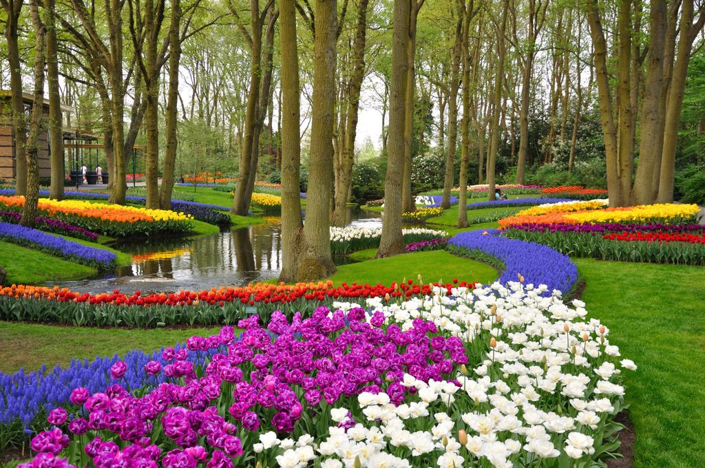 Papermoon VLIES Fototapete, Digitaldruck, Tulpen im Keukenhof Park (337)