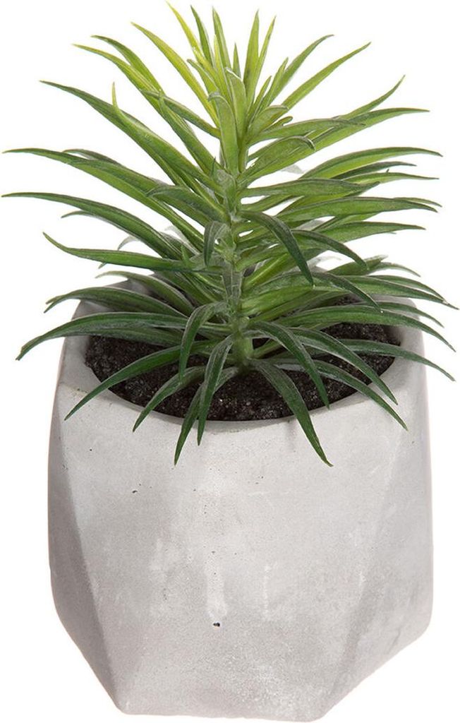Plante Déco Pot Assorti Décoration Intérieure Variée - Image du produit 