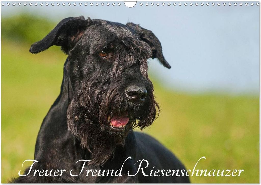 Treuer Freund Riesenschnauzer (Wandkalender 2026 DIN A3 quer), CALVENDO Monatskalender