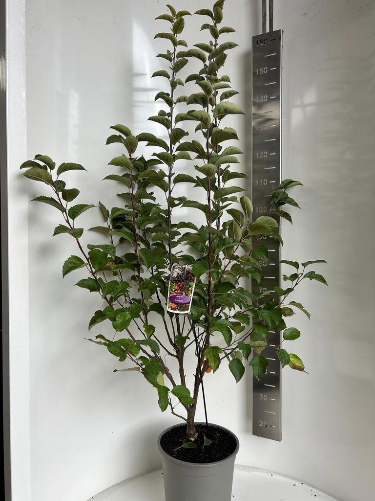 Malus 'Evereste' – jabloň okrasná | 100–120 cm v květináči Obrázek produktu 
