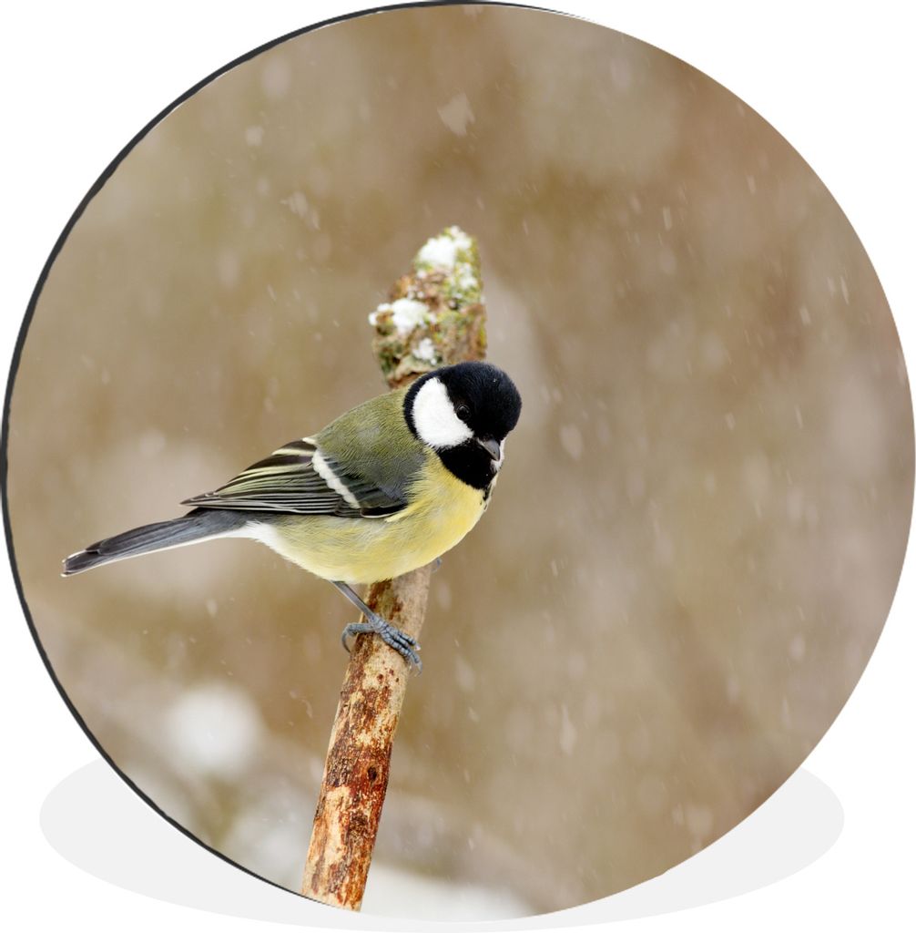 MuchoWow Aluminium Wandkreis Große Meise im Schnee Ø 90 cm Wanddeko Modern Wohnzimmer - Mauerkreis - Wandbilder - Runde Bild - Bild aus Alumini...