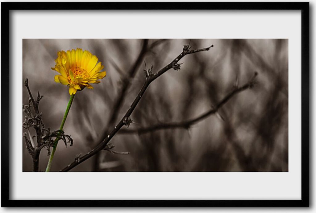 Bild 60x40 MDF-Rahmen Wandkunst Zweig Blume