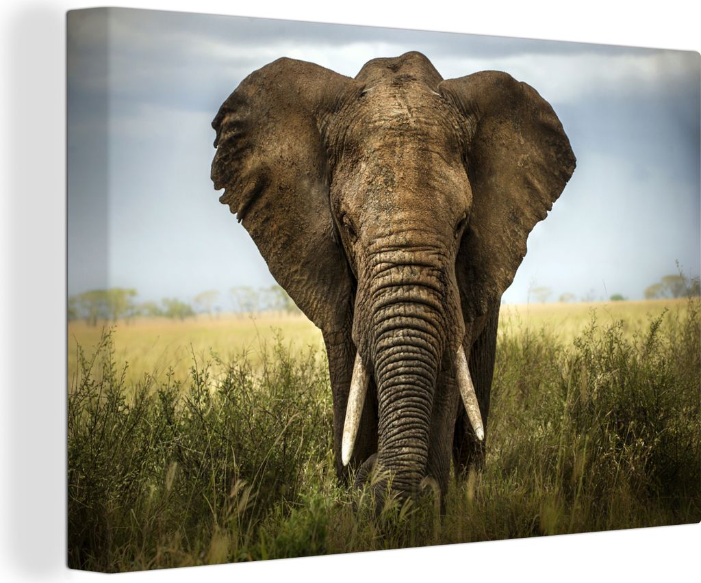 OneMillionCanvasses - Leinwandbilder - 150x100 cm, Elefant - Natur - Gras - Tiere - Landschaft, Wandbilder Kunstdruck Wanddekoration - Foto auf L...