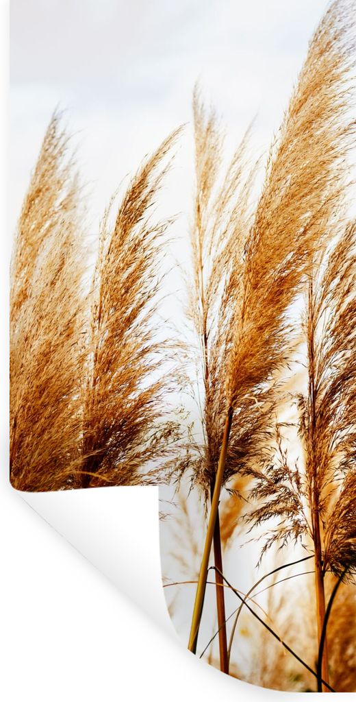 MuchoWow Wandtattoo Wandsticker Wandaufkleber Pampasgras - Sonne - Gras 20x40 cm Selbstklebend und Repositionierbar - Selbstklebend - Fototapeten