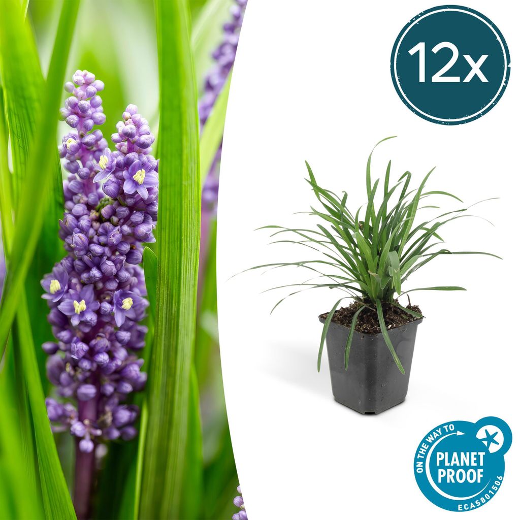 Bodendecker - Lilientraube - Liriope muscari 'Big Blue' - 9cm Topf - Set mit 12 Pflanzen