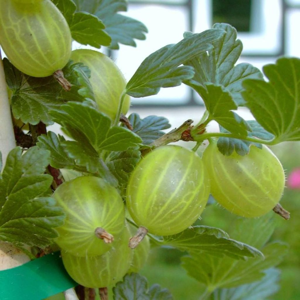 Mucurines grüne Stachelbeere sehr süß geringe Säure Fußstamm ca. 50 cm Stamm im 3-4 Liter Topf