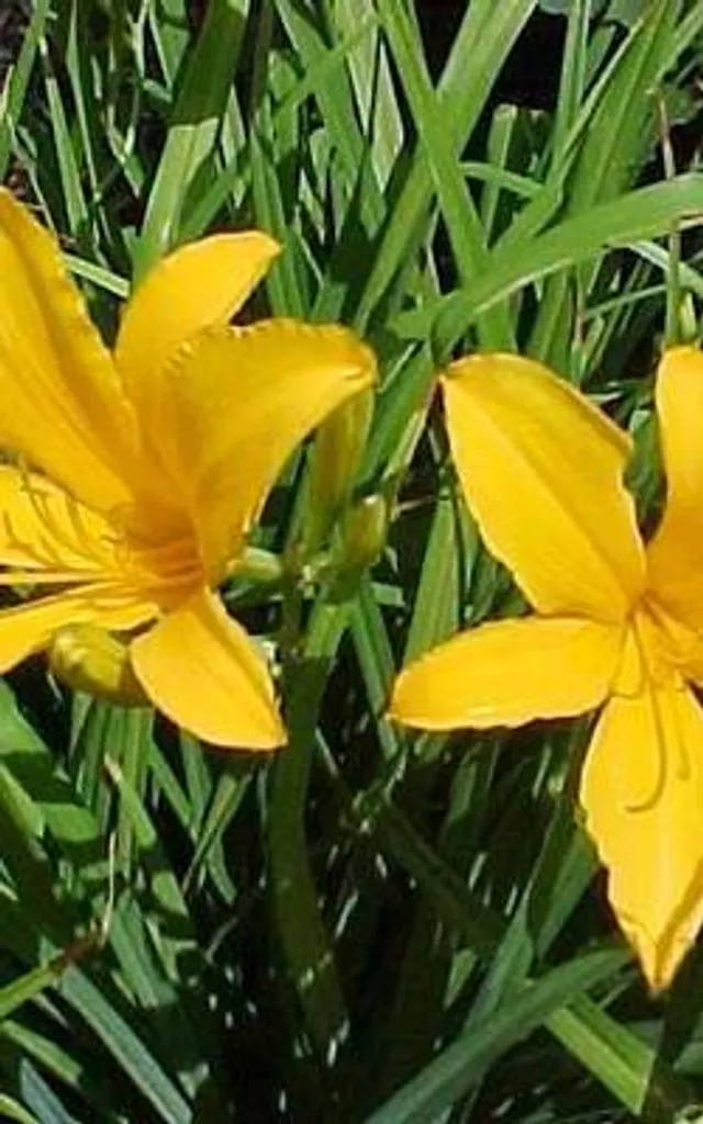 Lot de 6 Hemerocallis citrina - Hémérocalle jaune en pot de 9x9 cm - 3